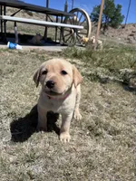 AKC Onna, a female Labrador Retriever for sale in Pueblo, CO – 1 of 1