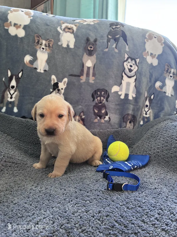 AKC Beau – Labrador Retriever puppy for sale in Pueblo, CO