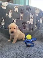 AKC Beau, a male Labrador Retriever for sale in Pueblo, CO – 1 of 3