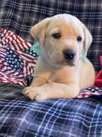 AKC Bolt, a male Labrador Retriever for sale in Pueblo, CO – 4 of 7
