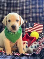 AKC Hunter, a male Labrador Retriever for sale in Pueblo, CO – 3 of 7