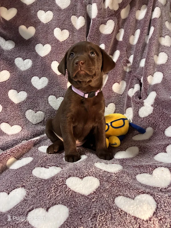 AKC Chocolate Chica🐾🐾 – Labrador Retriever puppy for sale in Pueblo, CO