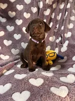 AKC Chocolate Chica🐾🐾, a female Labrador Retriever for sale in Pueblo, CO – 1 of 2