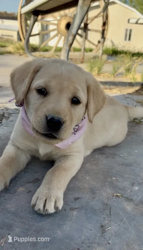AKC Rose ready 5/15 – Labrador Retriever puppy for sale in Pueblo, CO