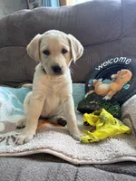 AKC Daisy ready to play🐾, a female Labrador Retriever for sale in Pueblo, CO – 3 of 7