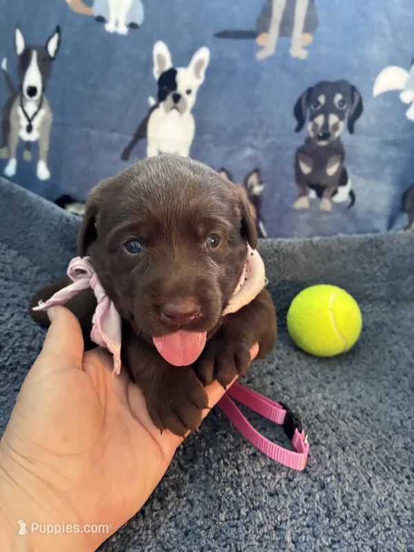 AKC Chocolate Chica🐾🐾 – Labrador Retriever puppy on hold in Pueblo, CO
