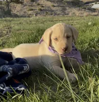 AKC Lila 🐾🐾, a female Labrador Retriever for sale in Pueblo, CO – 6 of 8