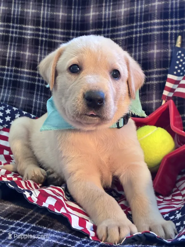 AKC Bolt – Labrador Retriever puppy for sale in Pueblo, CO