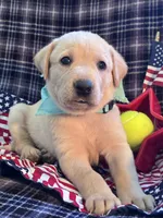 AKC Bolt, a male Labrador Retriever for sale in Pueblo, CO – 1 of 7