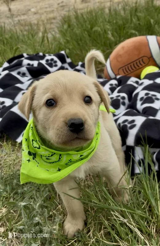 AKC Lily ready 5/15 – Labrador Retriever puppy for sale in Pueblo, CO
