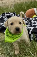 AKC Lily ready 5/15, a female Labrador Retriever for sale in Pueblo, CO – 1 of 3
