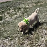 AKC Lily ready 5/15, a female Labrador Retriever for sale in Pueblo, CO – 3 of 3