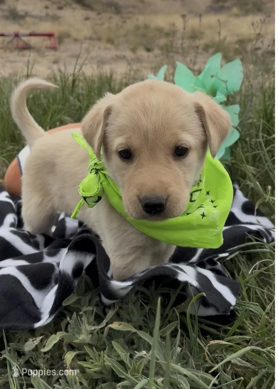 AKC Lily ready 5/15 – Labrador Retriever puppy for sale in Pueblo, CO