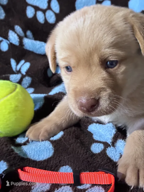 AKC Winchester  – Labrador Retriever puppy for sale in Pueblo, CO