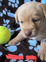 AKC Winchester , a male Labrador Retriever for sale in Pueblo, CO – 1 of 2