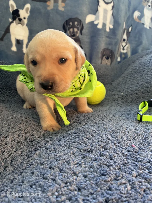 AKC Onna – Labrador Retriever puppy for sale in Pueblo, CO