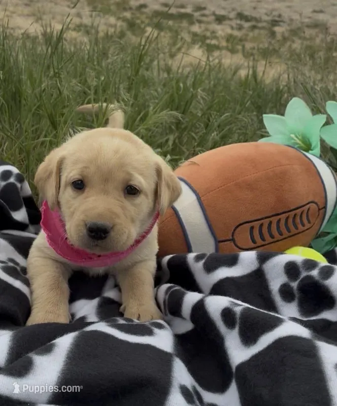 AKC Poppy ready 5/15 – Labrador Retriever puppy for sale in Pueblo, CO