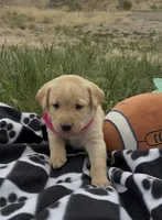 AKC Poppy ready 5/15, a female Labrador Retriever for sale in Pueblo, CO – 2 of 2
