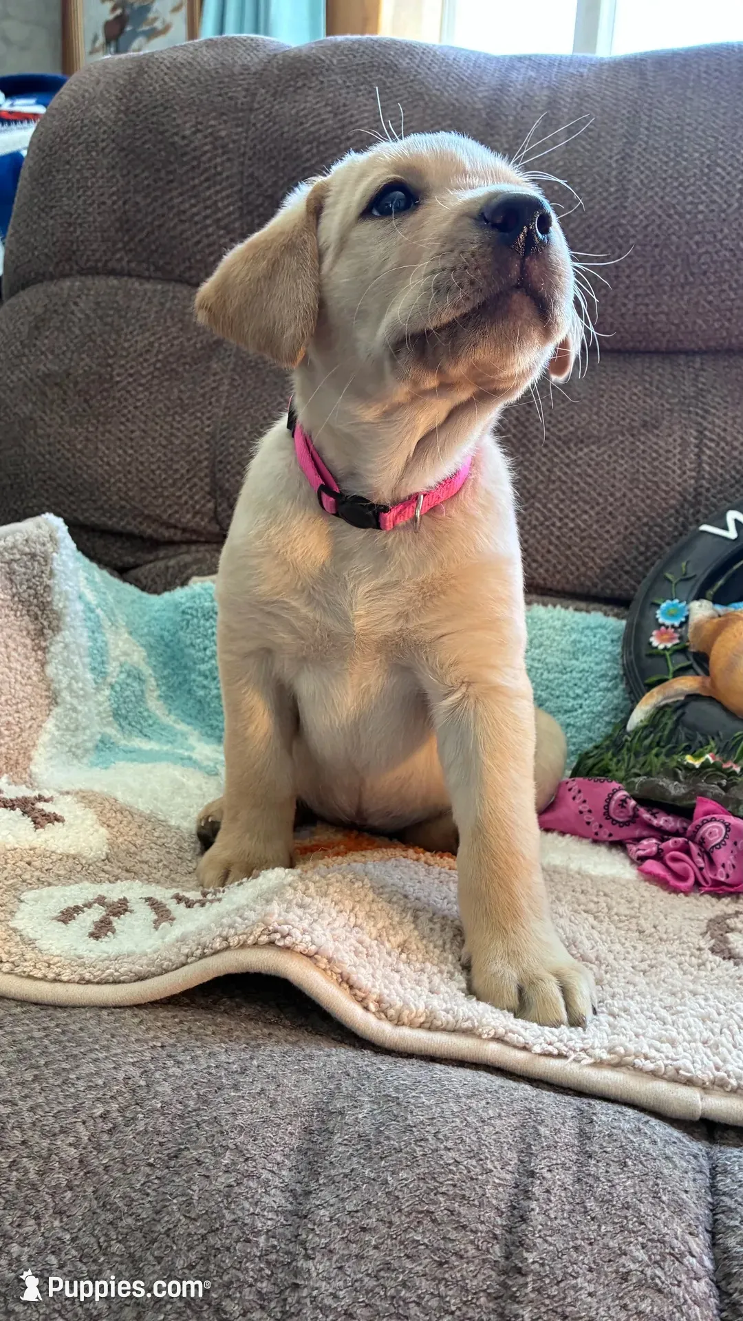 AKC Poppy 🐾🐾, a female Labrador Retriever for sale in Pueblo, CO – 2 of 7