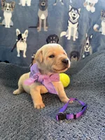 Rapunzel, a female Labrador Retriever for sale in Pueblo, CO – 3 of 3