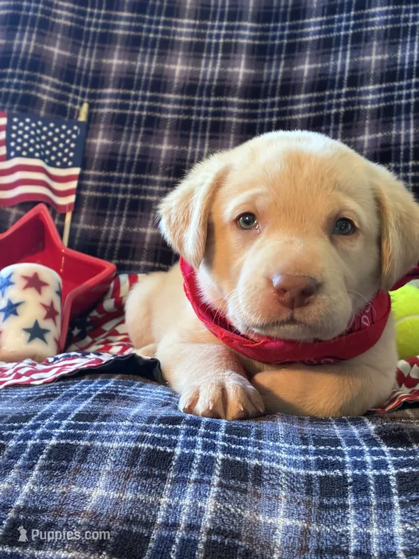 AKC Remi – Labrador Retriever puppy for sale in Pueblo, CO