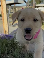 AKC Poppy 🐾🐾, a female Labrador Retriever for sale in Pueblo, CO – 5 of 7