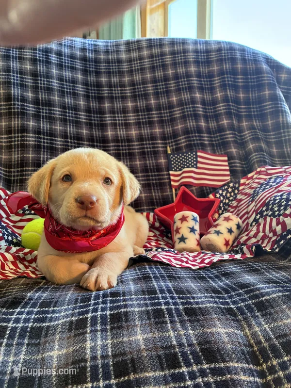 AKC Remi – Labrador Retriever puppy for sale in Pueblo, CO