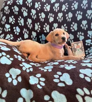 AKC Hunny, a female Labrador Retriever for sale in Pueblo, CO – 4 of 6