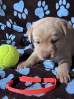 AKC Winchester , a male Labrador Retriever for sale in Pueblo, CO – 2 of 2