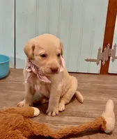 AKC Moana 🐾🐾, a female Labrador Retriever for sale in Pueblo, CO – 2 of 2