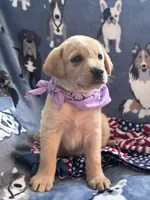 AKC Rapunzel, a female Labrador Retriever for sale in Pueblo, CO – 2 of 5