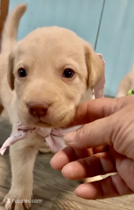 AKC Moana 🐾🐾 – Labrador Retriever puppy for sale in Pueblo, CO