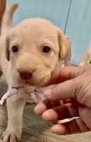 AKC Moana 🐾🐾, a female Labrador Retriever for sale in Pueblo, CO – 1 of 2