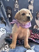 AKC Rapunzel, a female Labrador Retriever for sale in Pueblo, CO – 4 of 5