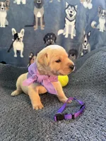 Rapunzel, a female Labrador Retriever for sale in Pueblo, CO – 2 of 3