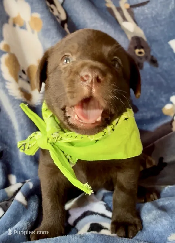 AKC Chocolate Chico  – Labrador Retriever puppy on hold in Pueblo, CO