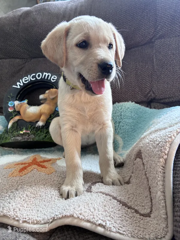 AKC Daisy ready to play🐾 – Labrador Retriever puppy for sale in Pueblo, CO