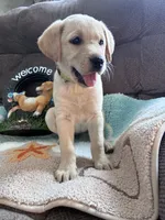 AKC Daisy ready to play🐾, a female Labrador Retriever for sale in Pueblo, CO – 1 of 7