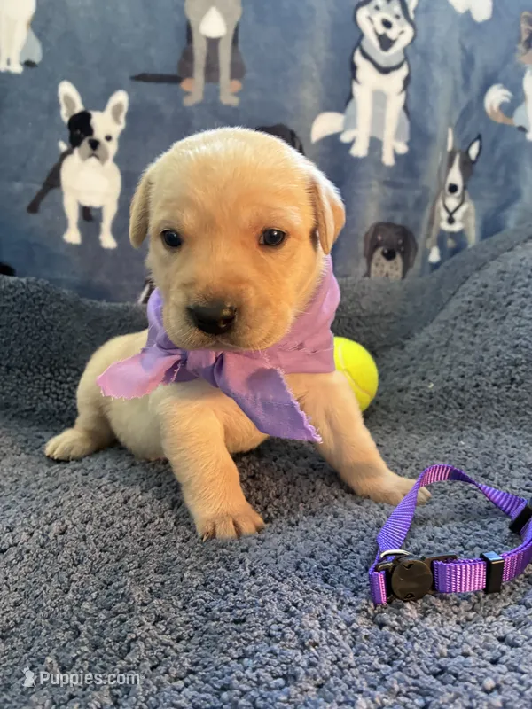 Rapunzel – Labrador Retriever puppy for sale in Pueblo, CO