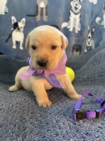 Rapunzel, a female Labrador Retriever for sale in Pueblo, CO – 1 of 3