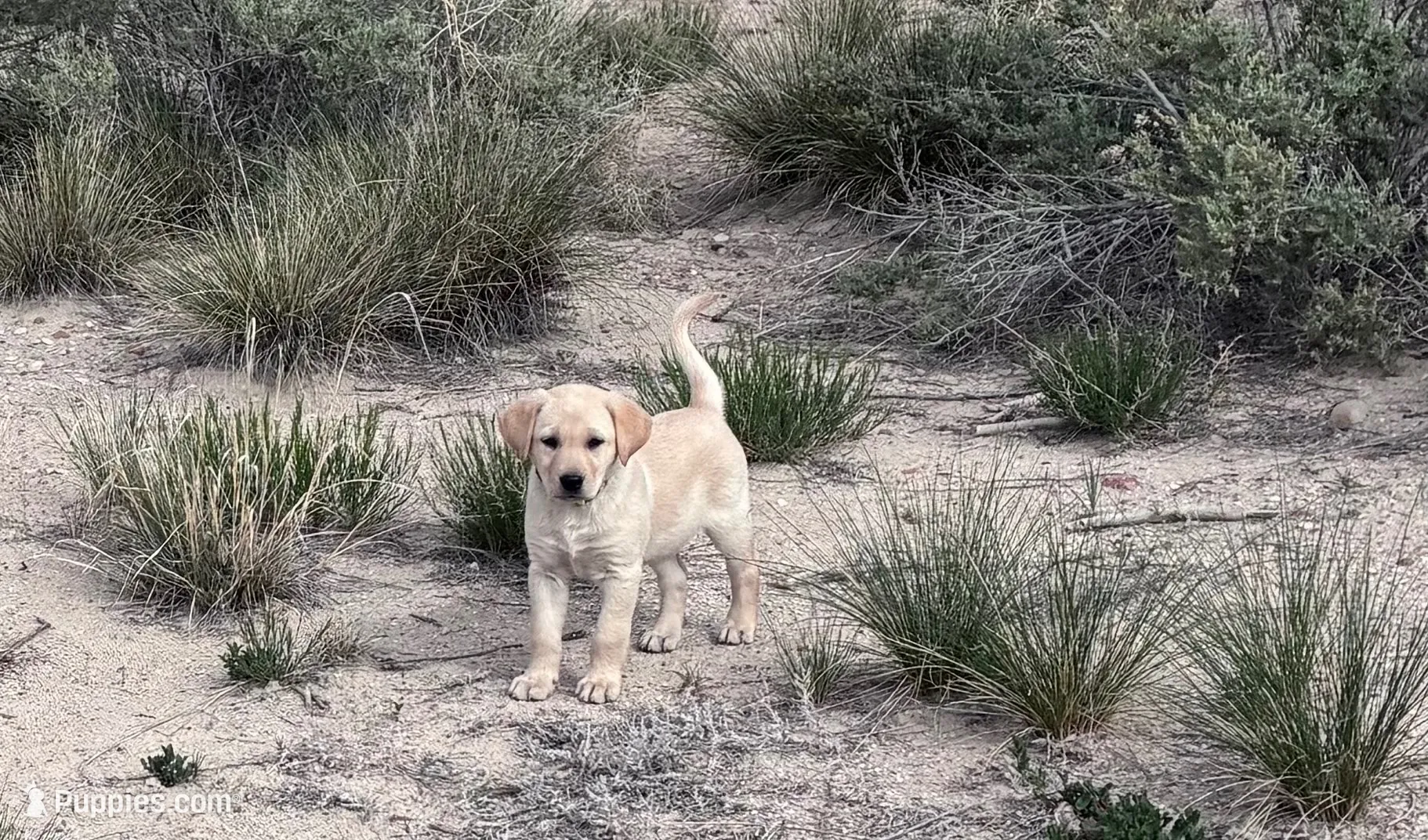 AKC Daisy ready to play🐾, a female Labrador Retriever for sale in Pueblo, CO – 9 of 9