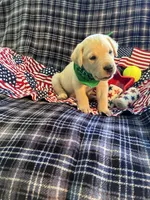 AKC Hunter, a male Labrador Retriever for sale in Pueblo, CO – 2 of 7