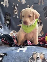 AKC Onna, a female Labrador Retriever for sale in Pueblo, CO – 2 of 3