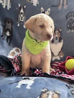 AKC Onna, a female Labrador Retriever for sale in Pueblo, CO – 3 of 3