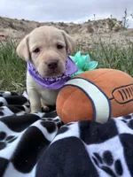 AKC Lilac ready 5/15, a female Labrador Retriever for sale in Pueblo, CO – 1 of 3