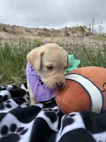 AKC Lilac ready 5/15, a female Labrador Retriever for sale in Pueblo, CO – 2 of 3