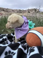 AKC Lilac ready 5/15, a female Labrador Retriever for sale in Pueblo, CO – 3 of 3