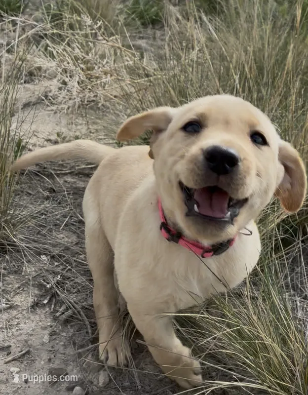 AKC Poppy 🐾🐾 – Labrador Retriever puppy for sale in Pueblo, CO