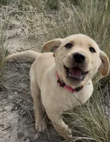 AKC Poppy 🐾🐾, a female Labrador Retriever for sale in Pueblo, CO – 1 of 9