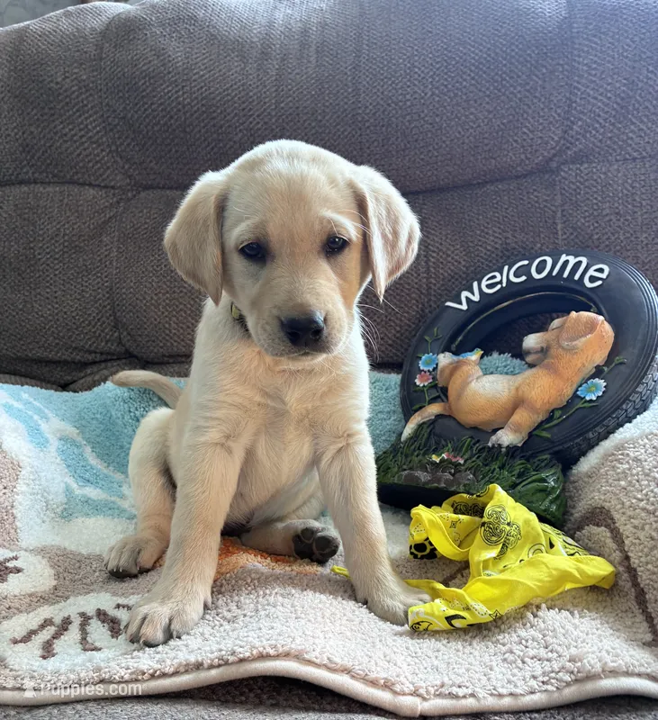 AKC Daisy ready to play🐾 – Labrador Retriever puppy for sale in Pueblo, CO